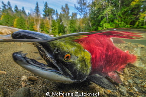 Male Sockeye Salmon taking a breath. by Wolfgang Zwicknagl 